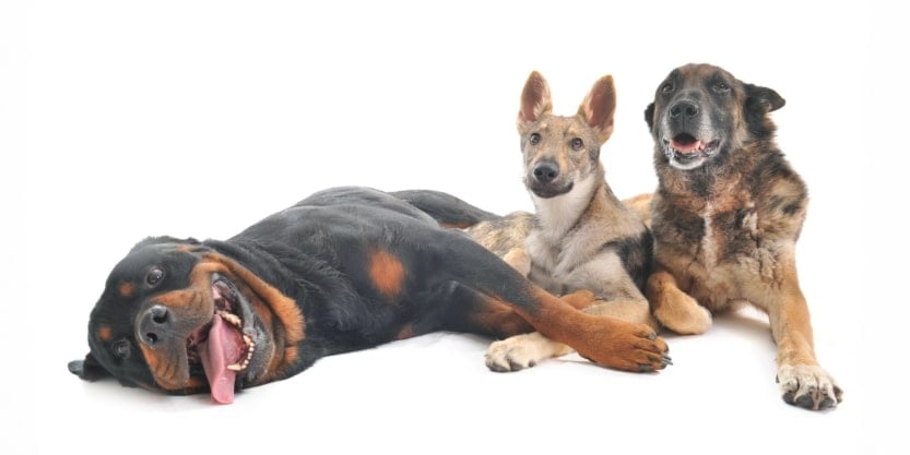 Blog833x417_DogBreeds_3-min